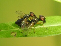 Rivellia maculipennis