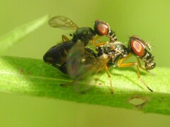 Rivellia maculipennis