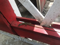 Takydromus formosanus