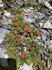 Rubus taiwanicola
