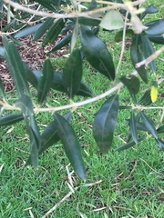Venturia oleaginea