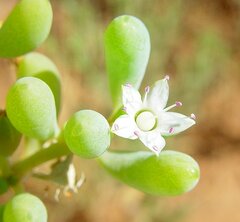 Trianthema turgidifolium