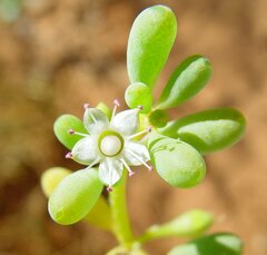 Trianthema turgidifolium