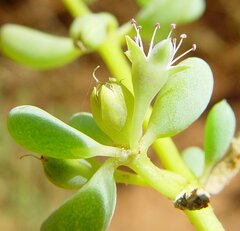 Trianthema turgidifolium