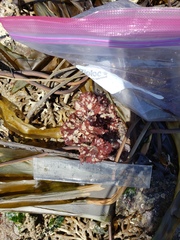 Callophyllis flabellulata