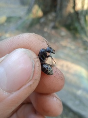Camponotus vagus