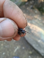 Camponotus vagus
