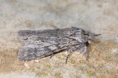 Dicranura ulmi