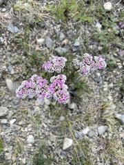 Goniolimon speciosum