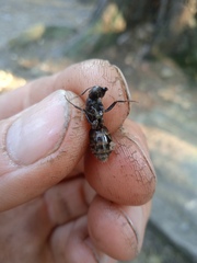 Camponotus vagus