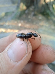 Camponotus vagus