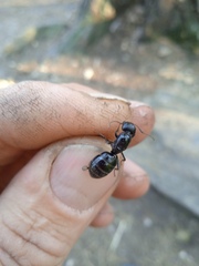 Camponotus vagus