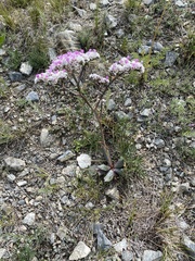 Goniolimon speciosum