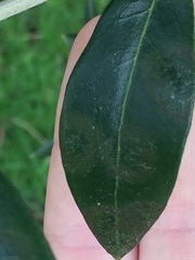 Venturia oleaginea