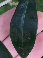 Venturia oleaginea