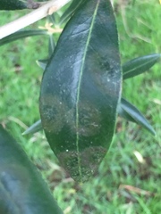 Venturia oleaginea