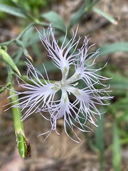 Dianthus superbus stenocalyx