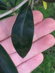 Venturia oleaginea