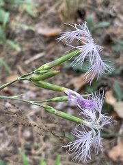 Dianthus superbus stenocalyx