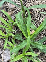 Dianthus superbus stenocalyx