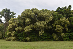 Acacia polystachya