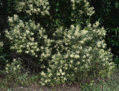 Acacia polystachya