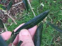 Venturia oleaginea