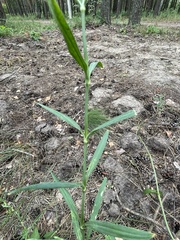 Dianthus superbus stenocalyx