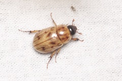 Cyclocephala lunulata