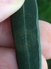 Venturia oleaginea