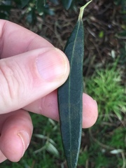 Venturia oleaginea