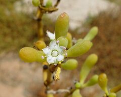 Trianthema turgidifolium