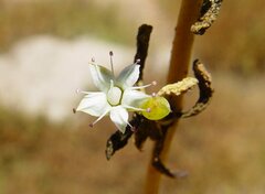Trianthema turgidifolium