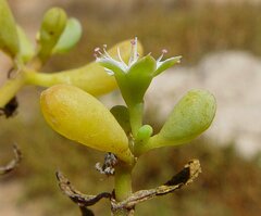 Trianthema turgidifolium