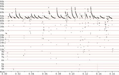 Parastrellus hesperus