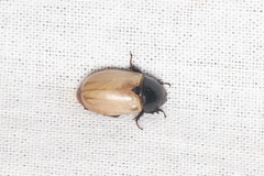 Cyclocephala melanocephala