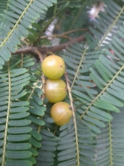 Phyllanthus emblica