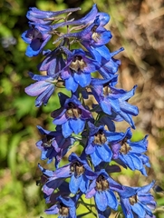 Delphinium cultorum
