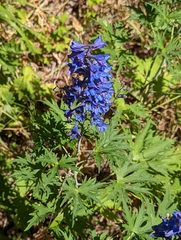 Delphinium cultorum
