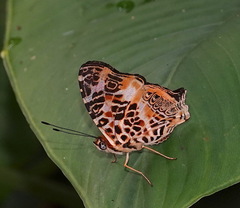 Symbrenthia hypselis