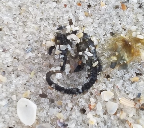 Northern Seahorse photographed in Alabama