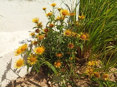 Pentanema britannica