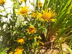 Pentanema britannica