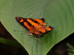 Symbrenthia hypselis