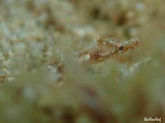 Halicampus edmondsoni