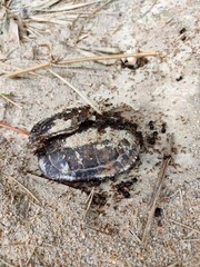 Malayemys macrocephala