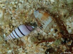 Mitridae