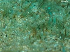 Synchiropus rosulentus