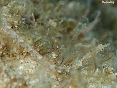 Halicampus edmondsoni