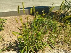 Setaria viridis